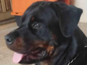 Cachorro raça Rottweiler idade 2 anos nome Vitória