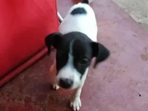 Cachorro raça SRD-ViraLata idade Abaixo de 2 meses nome Escubi