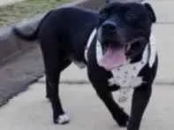 Cachorro raça American Bully idade 5 anos nome Aquiles