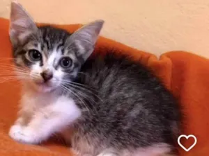 Gato raça Amor idade 2 a 6 meses nome Baunilha & Diana