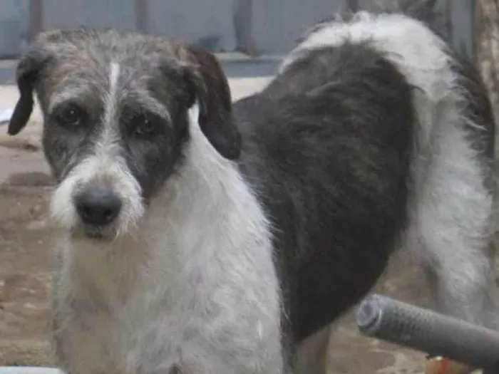 Cachorro ra a  idade 6 ou mais anos nome GRATIFICA - Tati