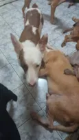 Cachorro raça SRD-ViraLata idade 1 ano nome Minerva