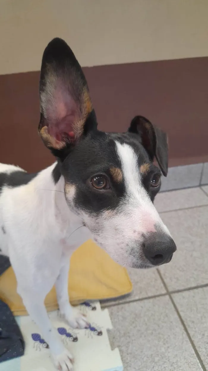 Cachorro raça SRD-ViraLata idade 1 ano nome Sol