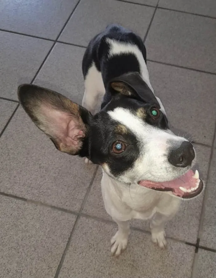 Cachorro raça SRD-ViraLata idade 1 ano nome Sol