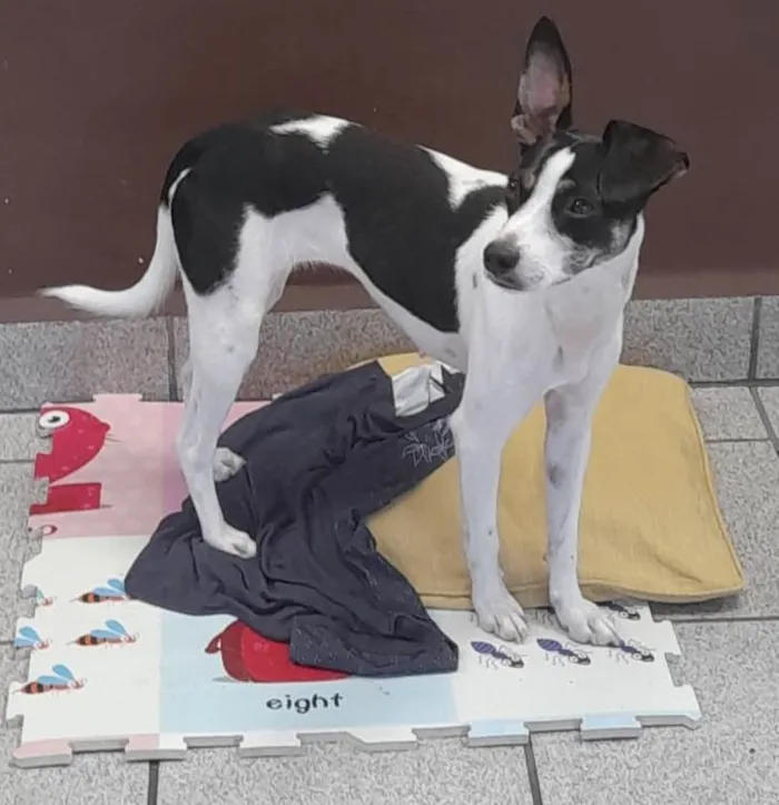 Cachorro raça SRD-ViraLata idade 1 ano nome Sol