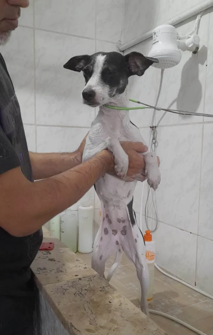 Cachorro raça SRD-ViraLata idade 1 ano nome Sol