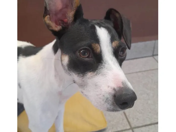 Cachorro raça SRD-ViraLata idade 1 ano nome Sol