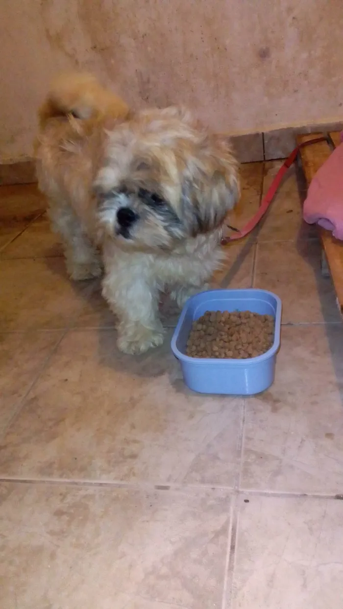 Cachorro ra a Shitzu  idade 4 anos nome Durck