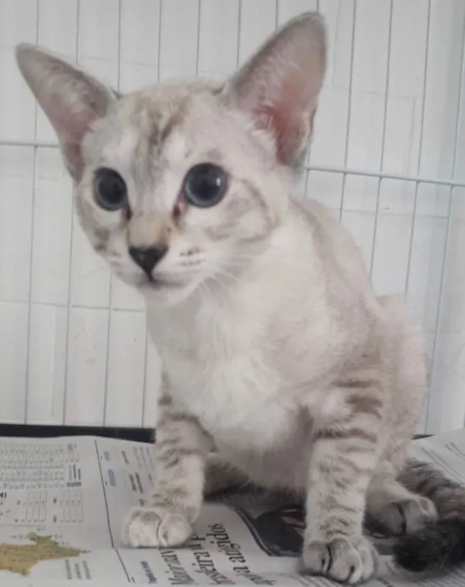 Gato raça SRD-ViraLata idade 2 a 6 meses nome MIMI, JÁ CASTRADA