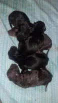 São 7 filhotes
