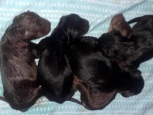 Cachorro raça SRD-ViraLata idade Abaixo de 2 meses nome São 7 filhotes 
