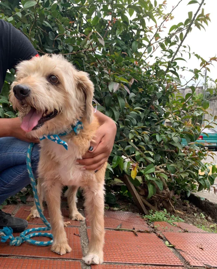 Cachorro raça Poodle idade 2 anos nome Poddle Bentinho