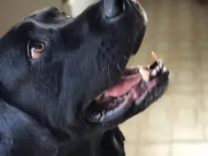 Cachorro raça Labrador  idade 6 ou mais anos nome Moka