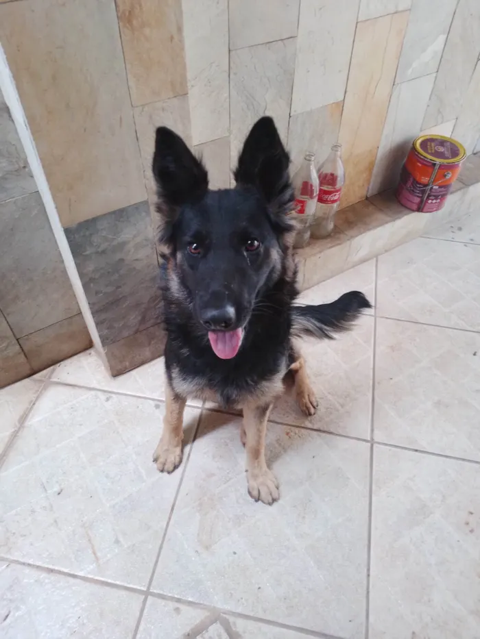 Cachorro raça Pastor Alemão idade 7 a 11 meses nome Nao sei