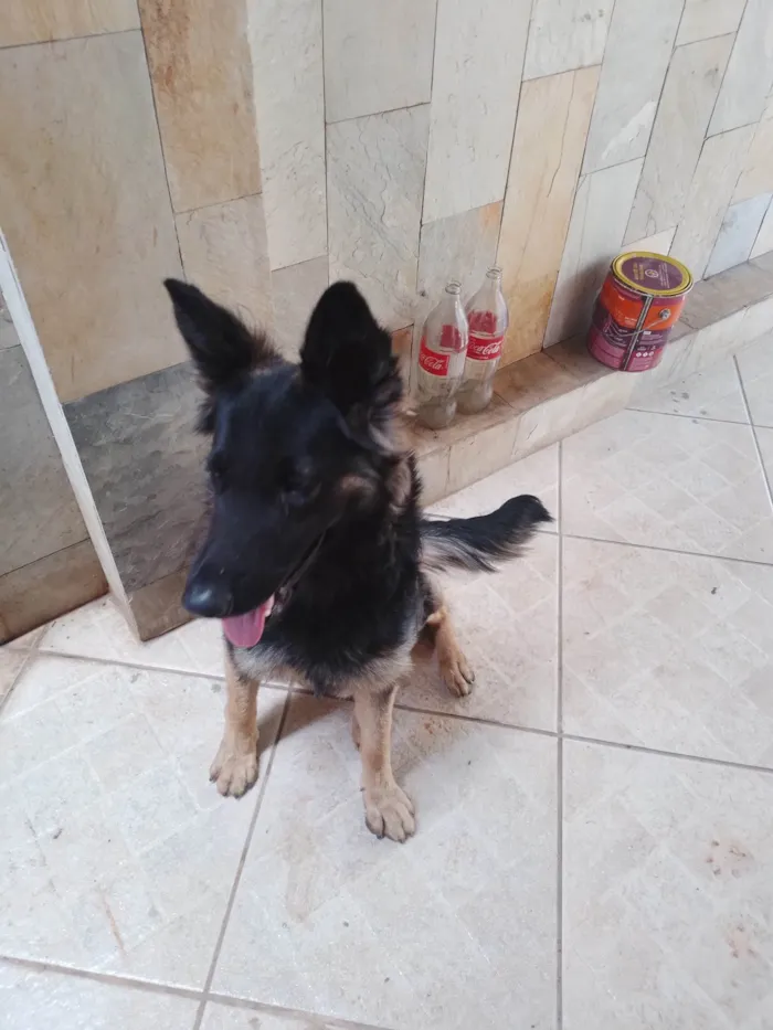 Cachorro raça Pastor Alemão idade 7 a 11 meses nome Nao sei