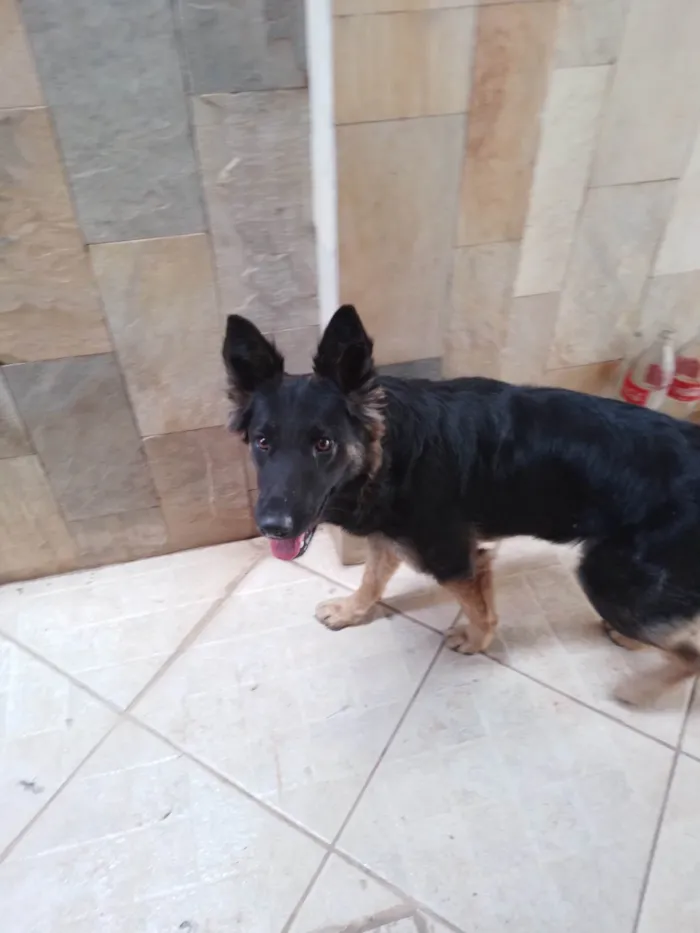 Cachorro raça Pastor Alemão idade 7 a 11 meses nome Nao sei