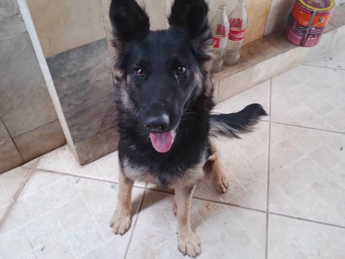 Cachorro raça Pastor Alemão idade 7 a 11 meses nome Nao sei