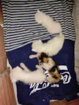 Gatinhos
