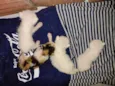 Gatinhos