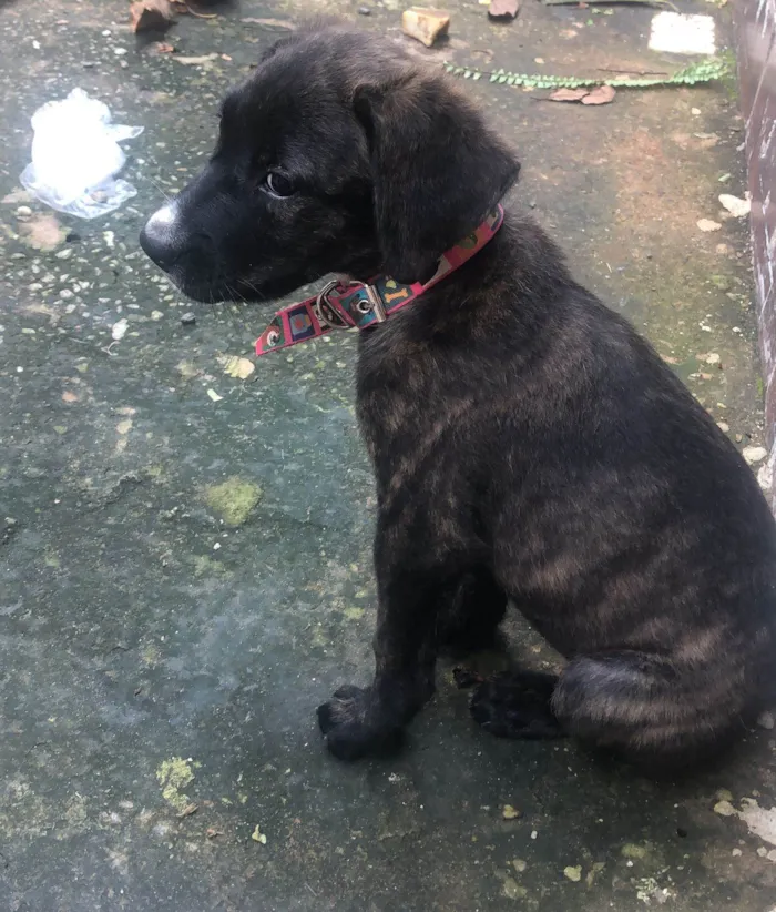 Cachorro ra a Fila idade 2 a 6 meses nome Kiara