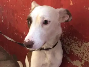Cachorro raça SRD-ViraLata idade 1 ano nome Minerva