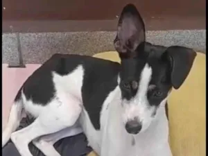 Cachorro raça SRD-ViraLata idade 1 ano nome Sol
