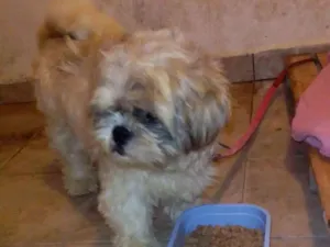Cachorro raça Shitzu  idade 4 anos nome Durck