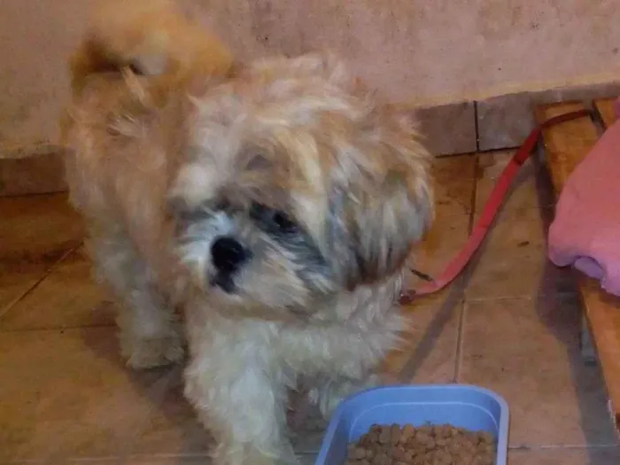 Cachorro ra a Shitzu  idade 4 anos nome Durck