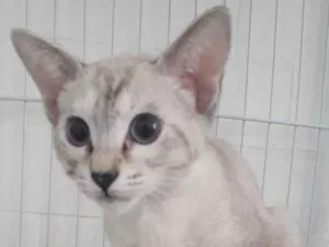Gato raça SRD-ViraLata idade 2 a 6 meses nome MIMI, JÁ CASTRADA