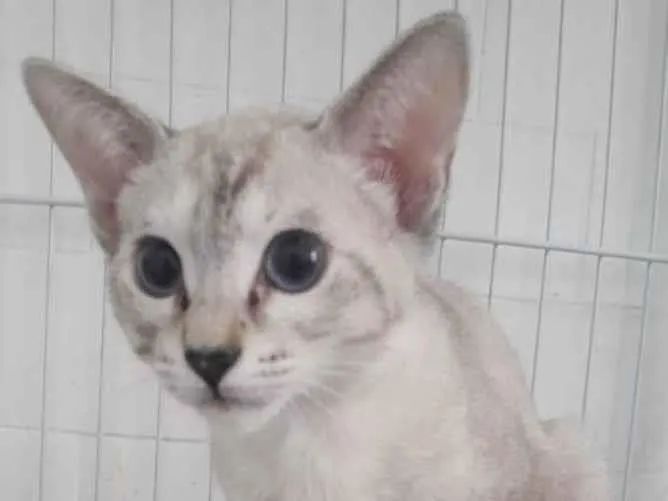 Gato raça SRD-ViraLata idade 2 a 6 meses nome MIMI, JÁ CASTRADA