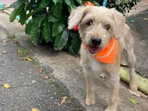 Cachorro raça Poodle idade 2 anos nome Poddle Bentinho