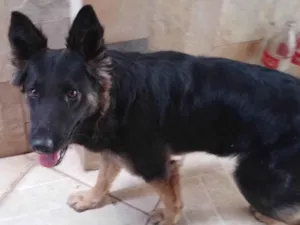 Cachorro raça Pastor Alemão idade 7 a 11 meses nome Nao sei