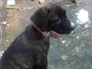 Cachorro raça Fila idade 2 a 6 meses nome Kiara