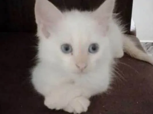 Gato raça SRD-ViraLata idade Abaixo de 2 meses nome Sem nome 