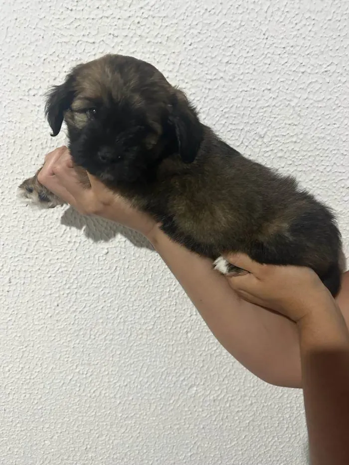 Cachorro raça SRD-ViraLata idade Abaixo de 2 meses nome não definido