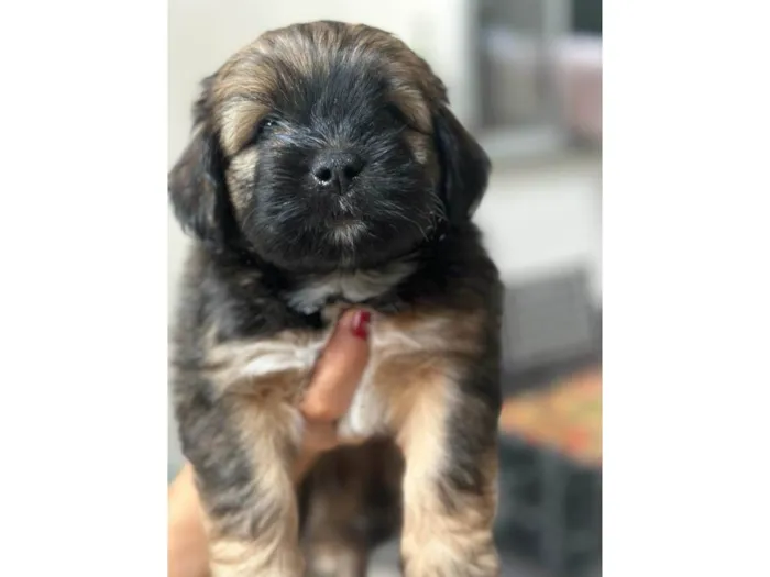 Cachorro raça SRD-ViraLata idade Abaixo de 2 meses nome não definido