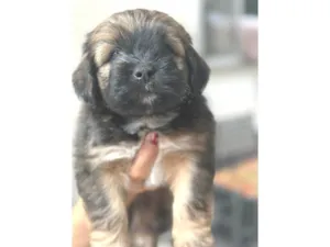 Cachorro raça SRD-ViraLata idade Abaixo de 2 meses nome não definido