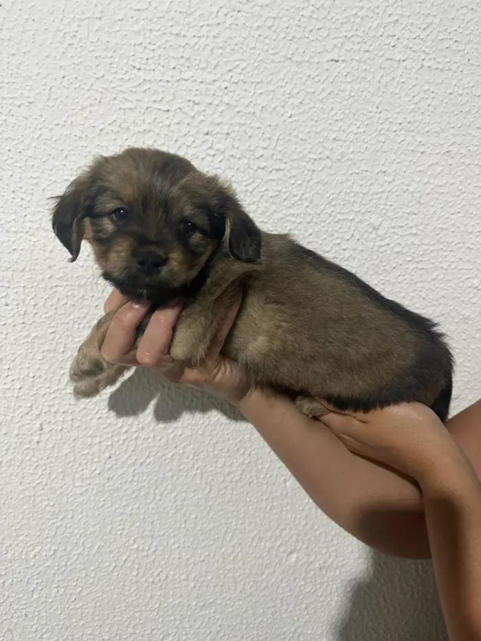 Cachorro raça SRD-ViraLata idade Abaixo de 2 meses nome não definido