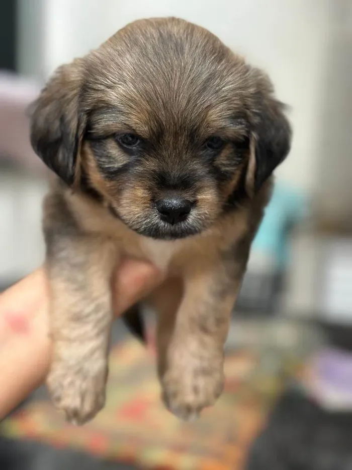 Cachorro raça SRD-ViraLata idade Abaixo de 2 meses nome não definido