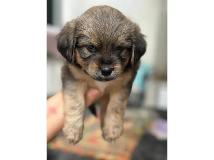 Cachorro raça SRD-ViraLata idade Abaixo de 2 meses nome não definido