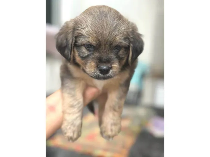 Cachorro raça SRD-ViraLata idade Abaixo de 2 meses nome não definido
