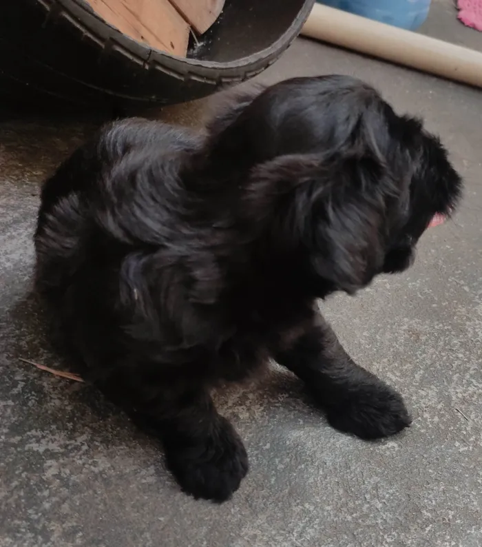 Cachorro raça Poodle idade Abaixo de 2 meses nome A definir