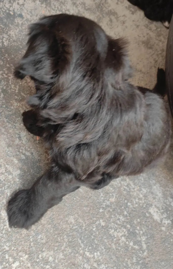 Cachorro raça Poodle idade Abaixo de 2 meses nome A definir