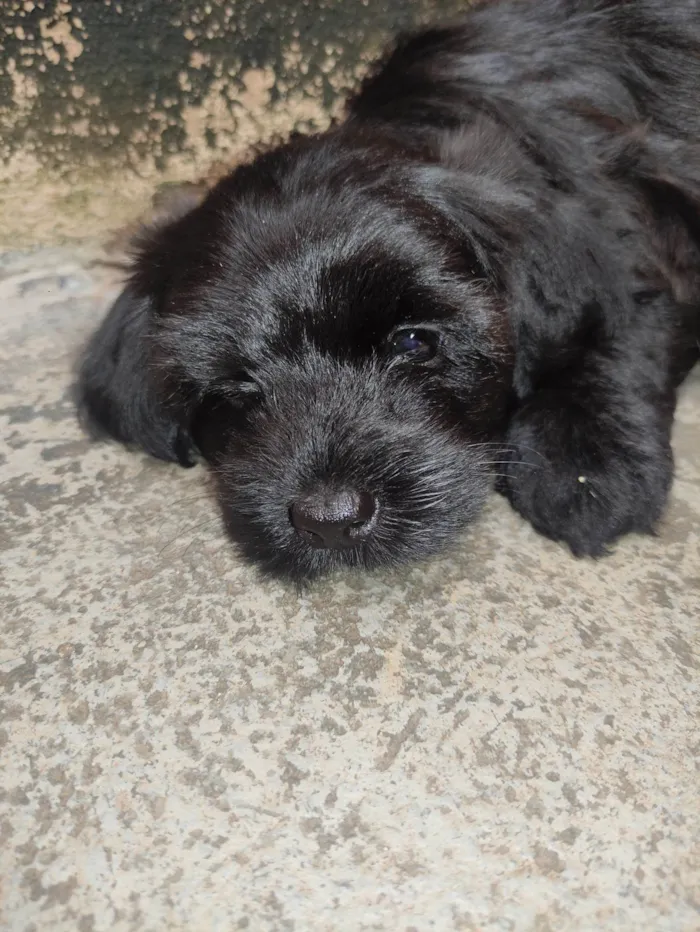 Cachorro raça Poodle idade Abaixo de 2 meses nome A definir