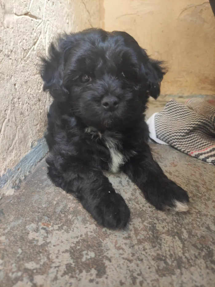 Cachorro raça Poodle idade Abaixo de 2 meses nome A definir