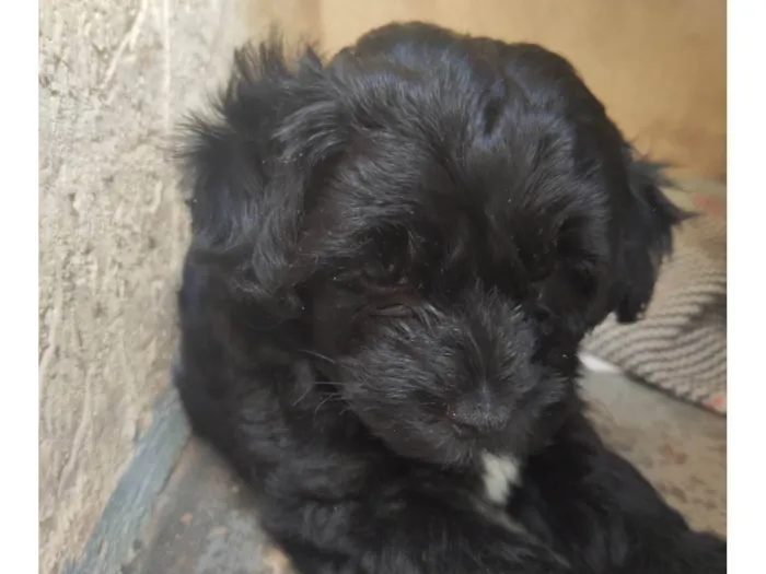 Cachorro raça Poodle idade Abaixo de 2 meses nome A definir