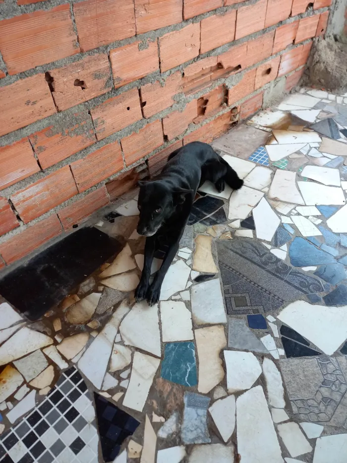 Cachorro ra a SRD-ViraLata idade 6 ou mais anos nome Ducke