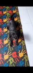 Lili
