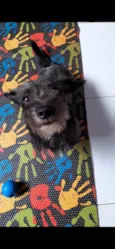Lili