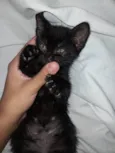 Lili